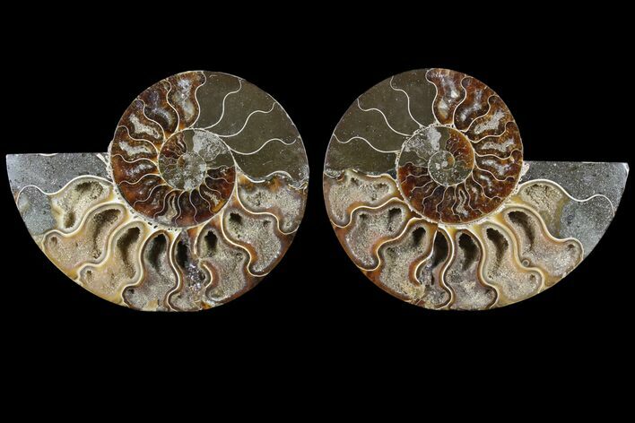 Cut & Polished Ammonite Fossil - Crystal Chambers #85221